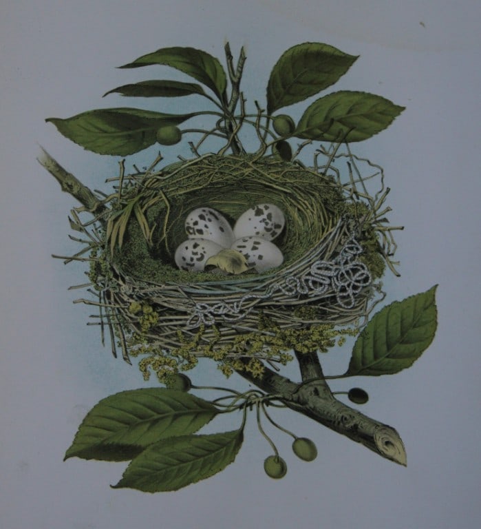Thomas Gentry - Kingbird nest and eggs by Edwin Sheppard 1882: This beautifully illustrated chromolithograph print is from the first edition of Nests and Eggs of Birds of The United States by Thomas Gentry, published by JA Wagenseller, Philadelphia 1882. Gentry w