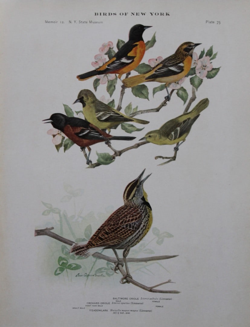 L Agassiz Fuertes - Chromolithograph of Orioles and Meadowlark 1910 (1 of 1)