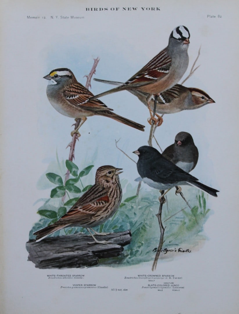 L Agassiz Fuertes - Chromolithograph of Sparrows and Junco 1910: This original antique chromolithograph is by Louis Agassiz Fuertes from Birds of New York by Elon Howard Eaton. Published by the University of the State of New York, Albany 1910.Size: approximately 9.