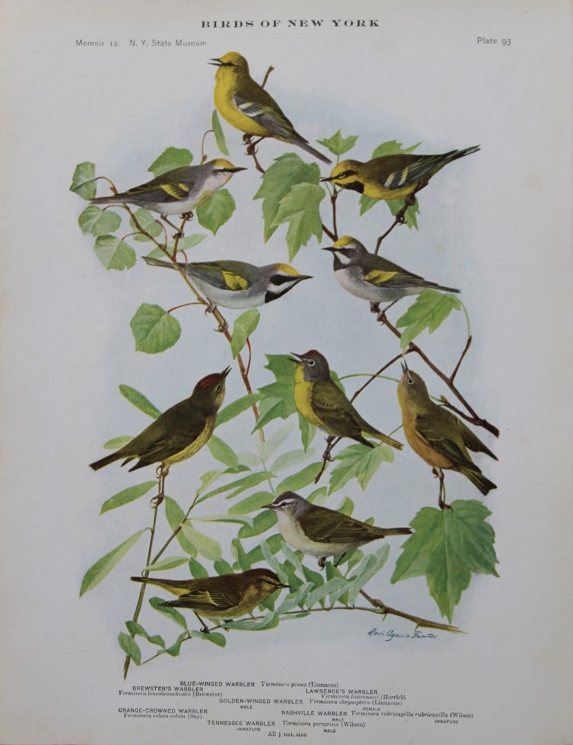 L Agassiz Fuertes - Chromolithograph of Warblers 1910: This original antique chromolithograph is by Louis Agassiz Fuertes from Birds of New York by Elon Howard Eaton. Published by the University of the State of New York, Albany 1910.Size: approximately 9.