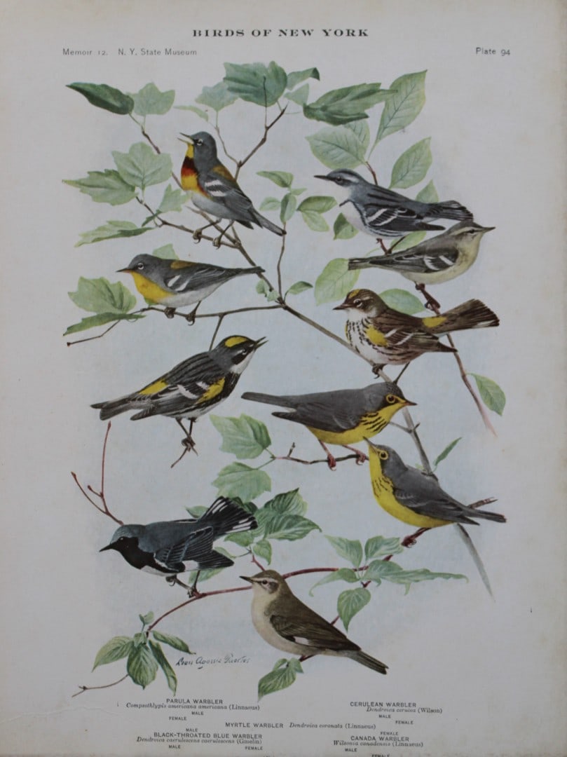 L Agassiz Fuertes - Chromolithograph of Warblers 1910 (1 of 1)