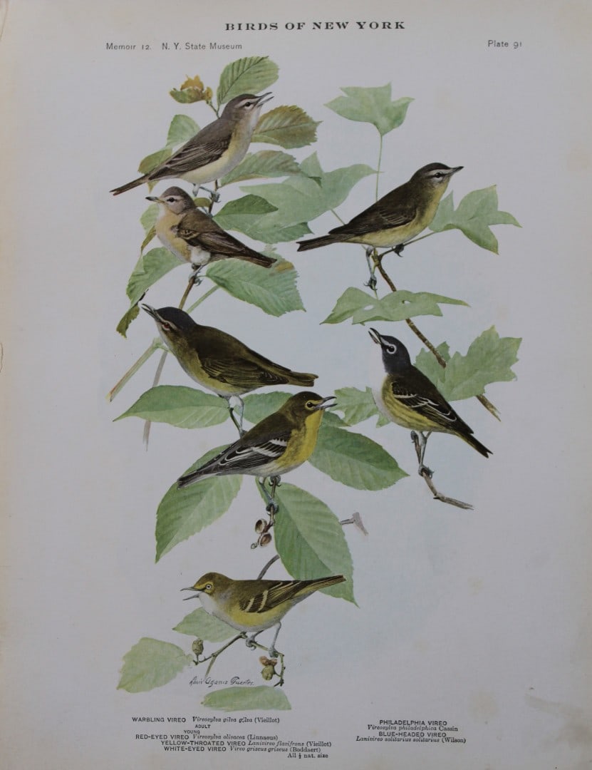 L Agassiz Fuertes - Chromolithograph of Vireos 1910 (1 of 1)
