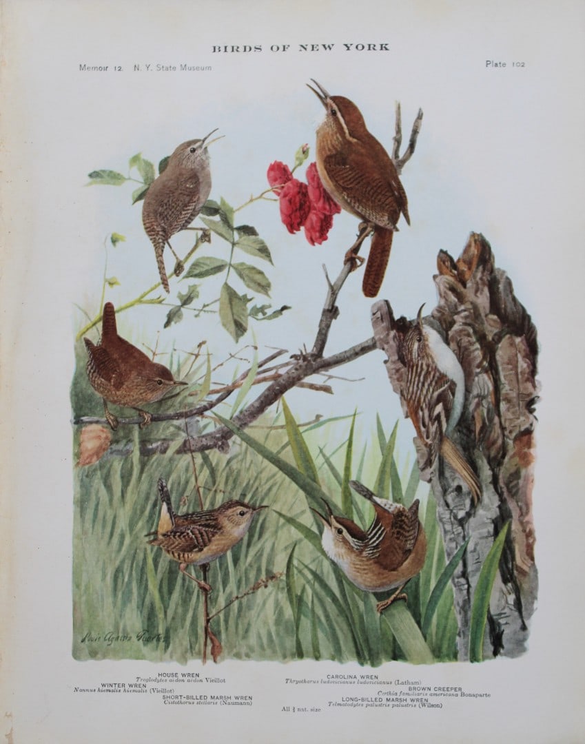 L Agassiz Fuertes - Chromolithograph of Wrens 1910: This original antique chromolithograph is by Louis Agassiz Fuertes from Birds of New York by Elon Howard Eaton. Published by the University of the State of New York, Albany 1910.Size: approximately 9.