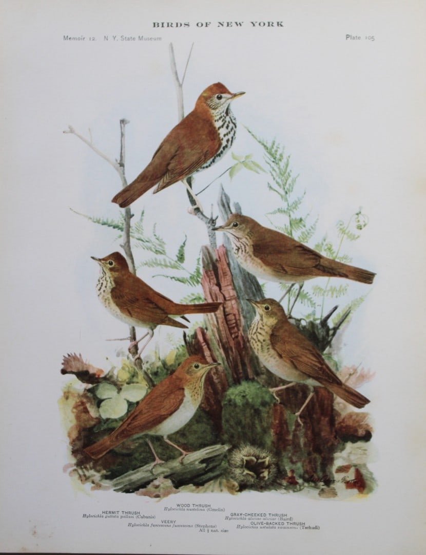 L Agassiz Fuertes - Chromolithograph of Thrushes and Veery 1910: This original antique chromolithograph is by Louis Agassiz Fuertes from Birds of New York by Elon Howard Eaton. Published by the University of the State of New York, Albany 1910.Size: approximately 9.