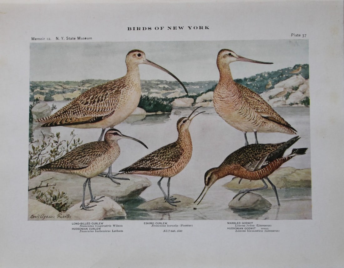 L Agassiz Fuertes - Chromolithograph of Curlews and Godwits 1910: This original antique chromolithograph is by Louis Agassiz Fuertes from Birds of New York by Elon Howard Eaton. Published by the University of the State of New York, Albany 1910.Size: approximately 9.