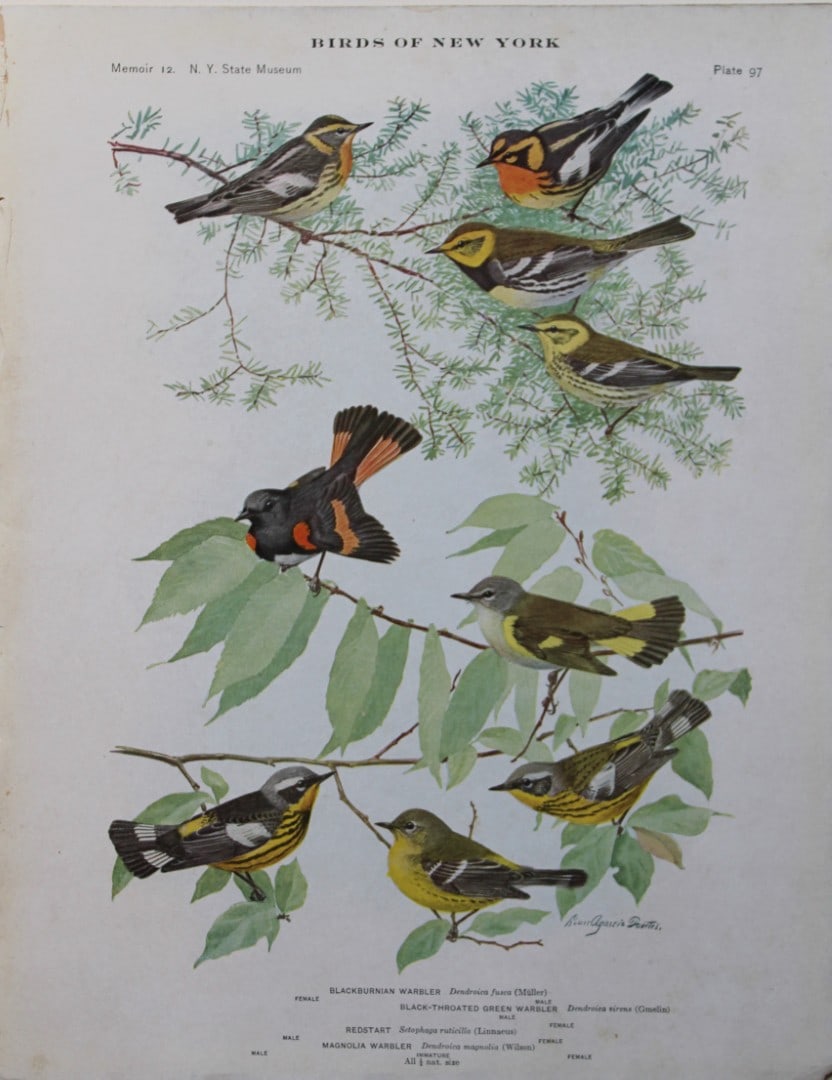 L Agassiz Fuertes - Chromolithograph of Warblers 1910: This original antique chromolithograph is by Louis Agassiz Fuertes from Birds of New York by Elon Howard Eaton. Published by the University of the State of New York, Albany 1910.Size: approximately 9.