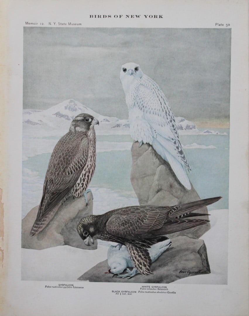 L Agassiz Fuertes - Chromolithograph of Gyrfalcons 1910: This original antique chromolithograph is by Louis Agassiz Fuertes from Birds of New York by Elon Howard Eaton. Published by the University of the State of New York, Albany 1910.Size: approximately 9.