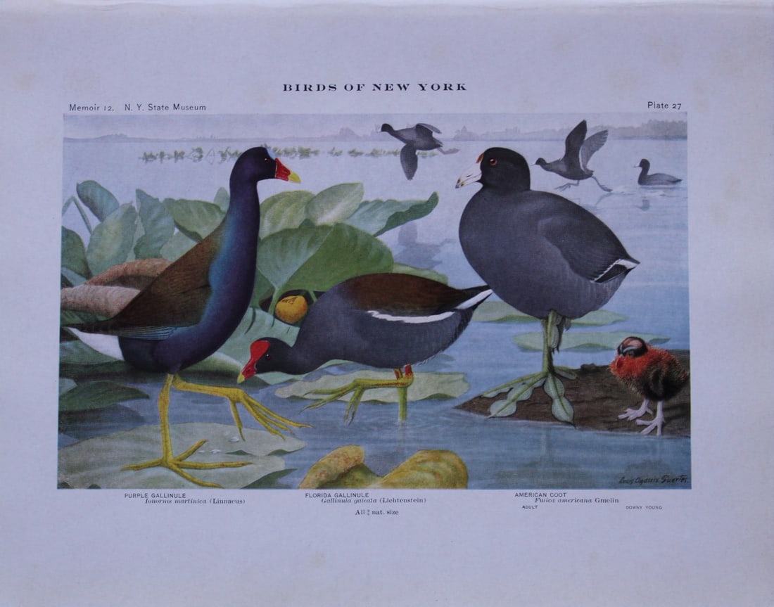 L Agassiz Fuertes - Chromolithograph of Gallinules and Coot 1910: This original antique chromolithograph is by Louis Agassiz Fuertes from Birds of New York by Elon Howard Eaton. Published by the University of the State of New York, Albany 1910.Size: approximately 9.