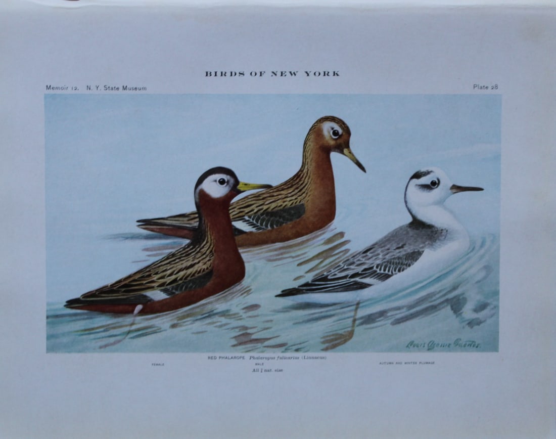 L Agassiz Fuertes - Chromolithograph of Red Phalaropes 1910: This original antique chromolithograph is by Louis Agassiz Fuertes from Birds of New York by Elon Howard Eaton. Published by the University of the State of New York, Albany 1910.Size: approximately 9.