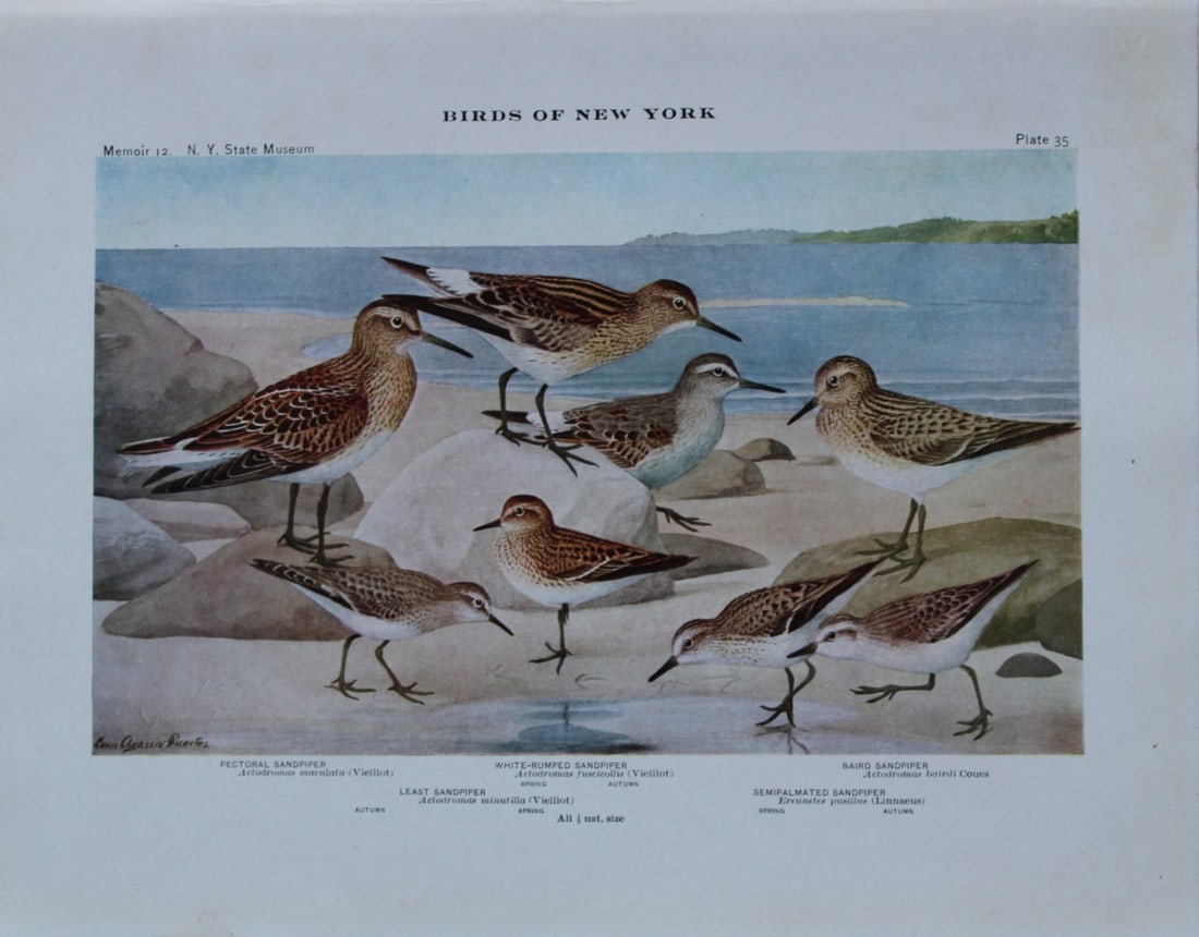 L Agassiz Fuertes - Chromolithograph of Sandpipers 1910: This original antique chromolithograph is by Louis Agassiz Fuertes from Birds of New York by Elon Howard Eaton. Published by the University of the State of New York, Albany 1910.Size: approximately 9.