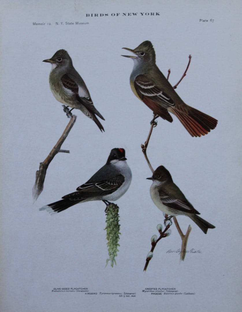 L Agassiz Fuertes - Chromolithograph of Flycatchers 1910: This original antique chromolithograph is by Louis Agassiz Fuertes from Birds of New York by Elon Howard Eaton. Published by the University of the State of New York, Albany 1910.Size: approximately 9.