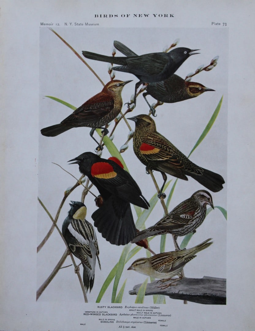 L Agassiz Fuertes - Chromolithograph of Blackbirds and Bobolink 1910: This original antique chromolithograph is by Louis Agassiz Fuertes from Birds of New York by Elon Howard Eaton. Published by the University of the State of New York, Albany 1910.Size: approximately 9.