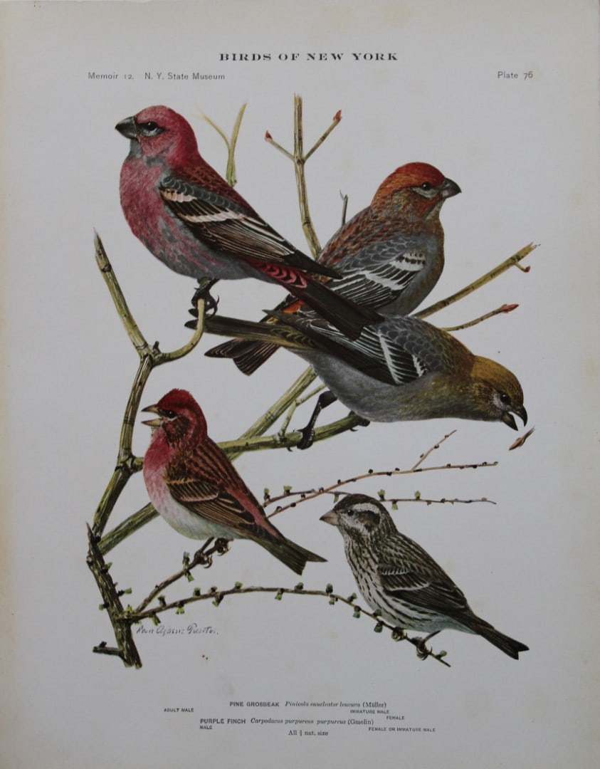 L Agassiz Fuertes - Chromolithograph of Pine Grosbeak and Purple Finch 1910 (1 of 1)