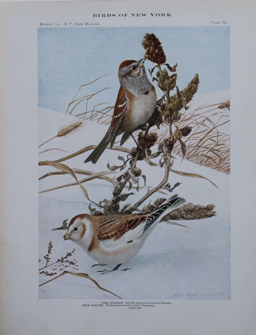 L Agassiz Fuertes - Chromolithograph of Tree Sparrow and Snow Bunting 1910: This original antique chromolithograph is by Louis Agassiz Fuertes from Birds of New York by Elon Howard Eaton. Published by the University of the State of New York, Albany 1910.Size: approximately 9.