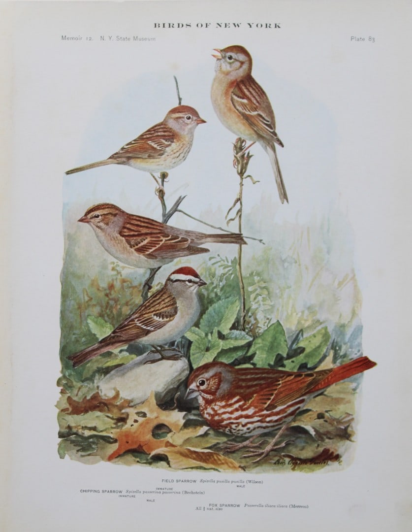 L Agassiz Fuertes - Chromolithograph of Field, Chipping and Fox Sparrows 1910: This original antique chromolithograph is by Louis Agassiz Fuertes from Birds of New York by Elon Howard Eaton. Published by the University of the State of New York, Albany 1910.Size: approximately 9.