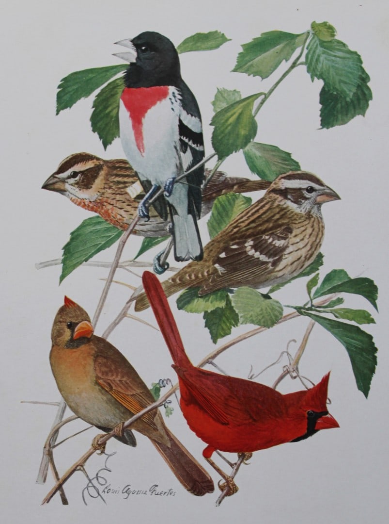 L Agassiz Fuertes - Chromolithograph of Cardinals and Finches 1910 (1 of 1)