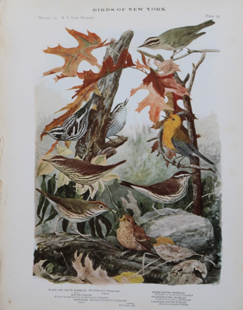 L Agassiz Fuertes - Chromolithograph of Warbler, Water-Thrush and Oven-Bird 1910: This original antique chromolithograph is by Louis Agassiz Fuertes from Birds of New York by Elon Howard Eaton. Published by the University of the State of New York, Albany 1910.Size: approximately 9.