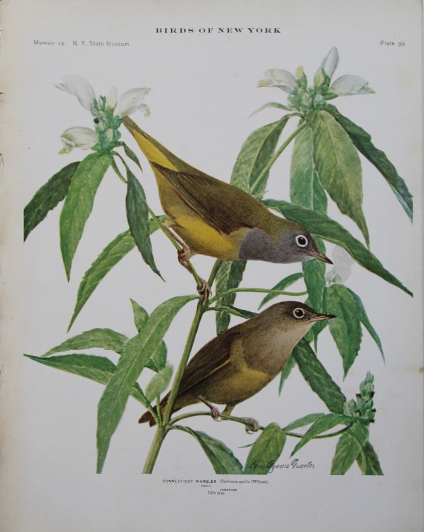 L Agassiz Fuertes - Chromolithograph of Connecticut Warbler 1910: This original antique chromolithograph is by Louis Agassiz Fuertes from Birds of New York by Elon Howard Eaton. Published by the University of the State of New York, Albany 1910.Size: approximately 9.