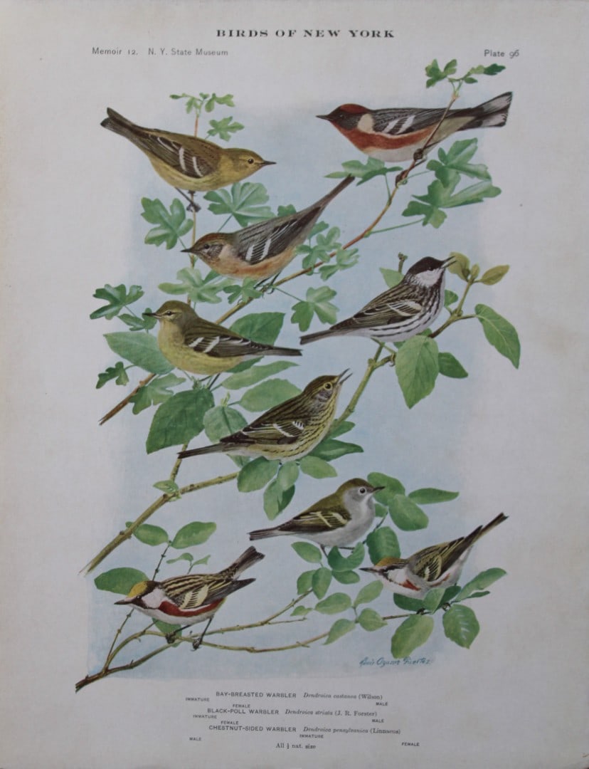L Agassiz Fuertes - Chromolithograph of Warblers 1910: This original antique chromolithograph is by Louis Agassiz Fuertes from Birds of New York by Elon Howard Eaton. Published by the University of the State of New York, Albany 1910.Size: approximately 9.