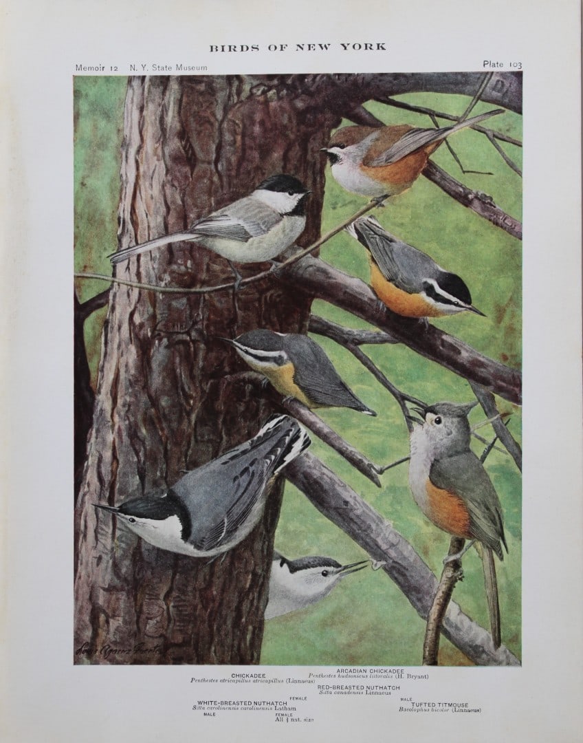 L Agassiz Fuertes - Chromolithograph of Chickadees, Tufted Titmouse and Nuthatches 1910: This original antique chromolithograph is by Louis Agassiz Fuertes from Birds of New York by Elon Howard Eaton. Published by the University of the State of New York, Albany 1910.Size: approximately 9.