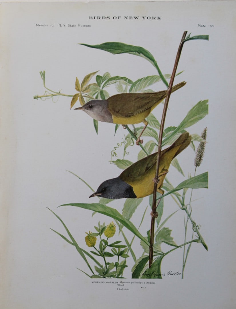 L Agassiz Fuertes - Chromolithograph of Mourning Warbler 1910 (1 of 1)