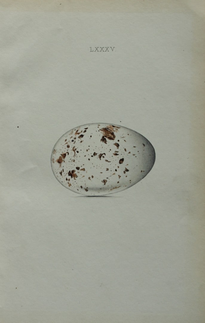 W Hewitson - Hand coloured engraving of Spoonbill egg 1856: This hand-coloured engraving of bird eggs is from the Coloured Illustrations of the Eggs of British Birds accompanied with descriptions of the Eggs and Nests by William C Hewitson, published by Jan Va