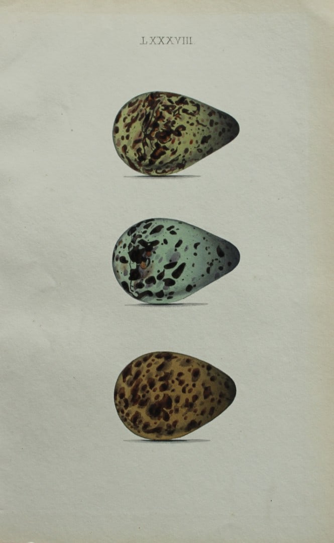 W Hewitson - Hand coloured engraving of Spotted Redshank eggs 1856: This hand-coloured engraving of bird eggs is from the Coloured Illustrations of the Eggs of British Birds accompanied with descriptions of the Eggs and Nests by William C Hewitson, published by Jan Va