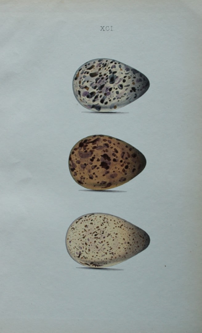 W Hewitson - Hand coloured engraving of Greenshank eggs 1856: This hand-coloured engraving of bird eggs is from the Coloured Illustrations of the Eggs of British Birds accompanied with descriptions of the Eggs and Nests by William C Hewitson, published by Jan Va