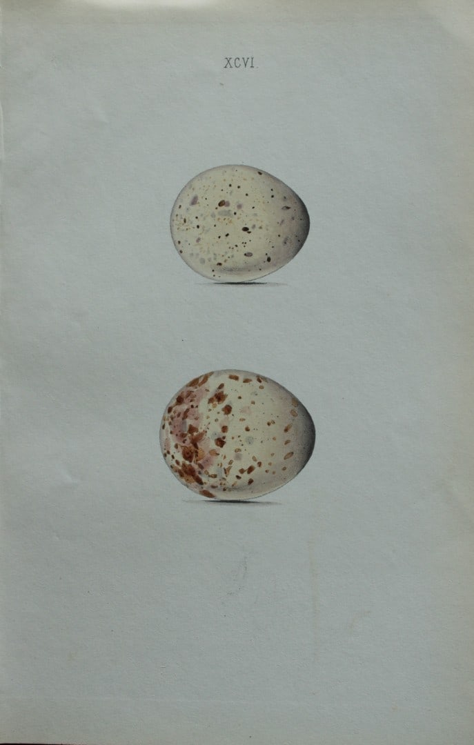 W Hewitson - Hand coloured engraving of Woodcock eggs 1856 (1 of 1)