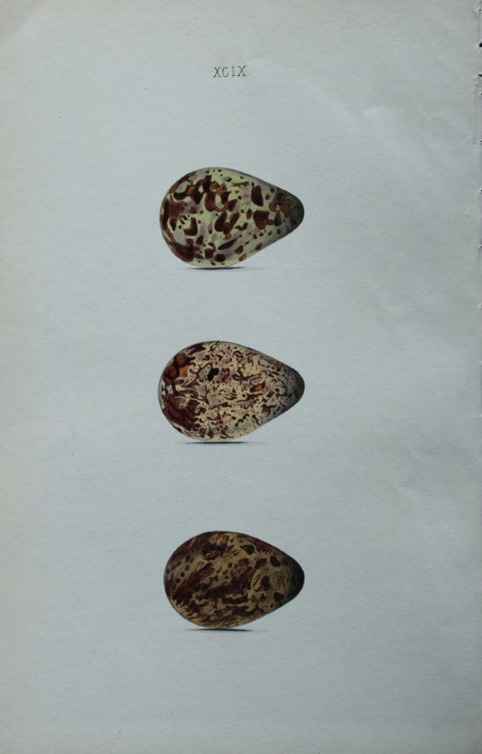 W Hewitson - Hand coloured engraving of Jack-Snipe eggs 1856: This hand-coloured engraving of bird eggs is from the Coloured Illustrations of the Eggs of British Birds accompanied with descriptions of the Eggs and Nests by William C Hewitson, published by Jan Va