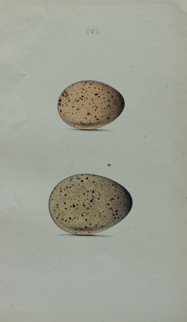 W Hewitson - Hand coloured engraving of Moorhen & Coot eggs 1856: This hand-coloured engraving of bird eggs is from the Coloured Illustrations of the Eggs of British Birds accompanied with descriptions of the Eggs and Nests by William C Hewitson, published by Jan Va