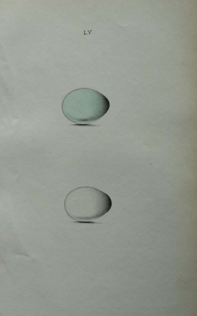 W Hewitson - Hand coloured engraving of Starling and Rose-coloured Starling eggs 1856: This hand-coloured engraving of bird eggs is from the Coloured Illustrations of the Eggs of British Birds accompanied with descriptions of the Eggs and Nests by William C Hewitson, published by Jan Va