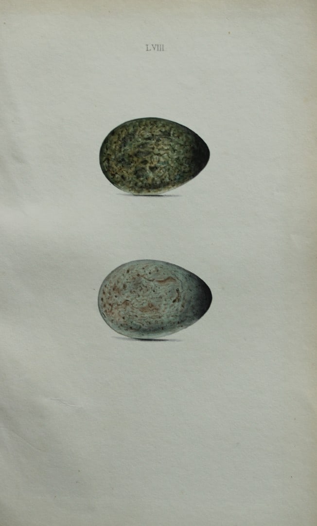 W Hewitson - Hand coloured engraving of Hooded and Carrion Crows eggs 1856 (1 of 1)