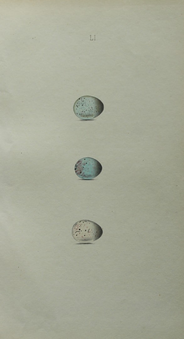 W Hewitson - Hand coloured engraving of Common Linnet, Twite and Lesser Redpole eggs 1856: This hand-coloured engraving of bird eggs is from the Coloured Illustrations of the Eggs of British Birds accompanied with descriptions of the Eggs and Nests by William C Hewitson, published by Jan Va