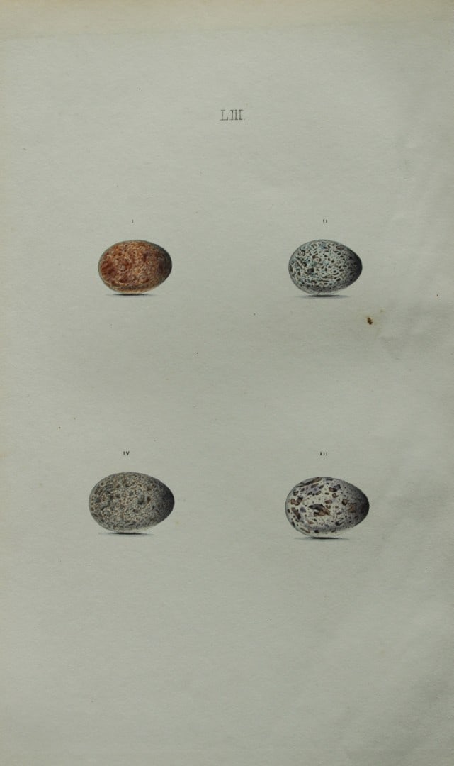 W Hewitson - Hand coloured engraving of Tree & House Sparrows eggs 1856: This hand-coloured engraving of bird eggs is from the Coloured Illustrations of the Eggs of British Birds accompanied with descriptions of the Eggs and Nests by William C Hewitson, published by Jan Va