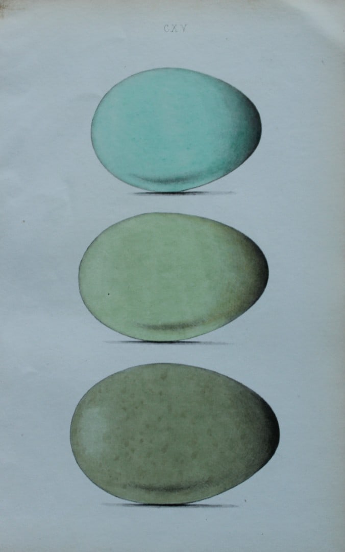 W Hewitson - Hand coloured engraving of Eider Duck and King Duck eggs 1856 (1 of 1)