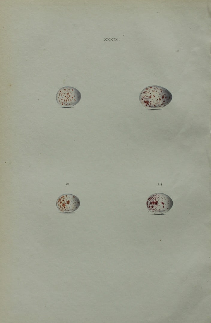 W Hewitson - Hand coloured engraving of Great Titmice, Blue Titmouse, Crested Titmouse and Cole (1 of 1)