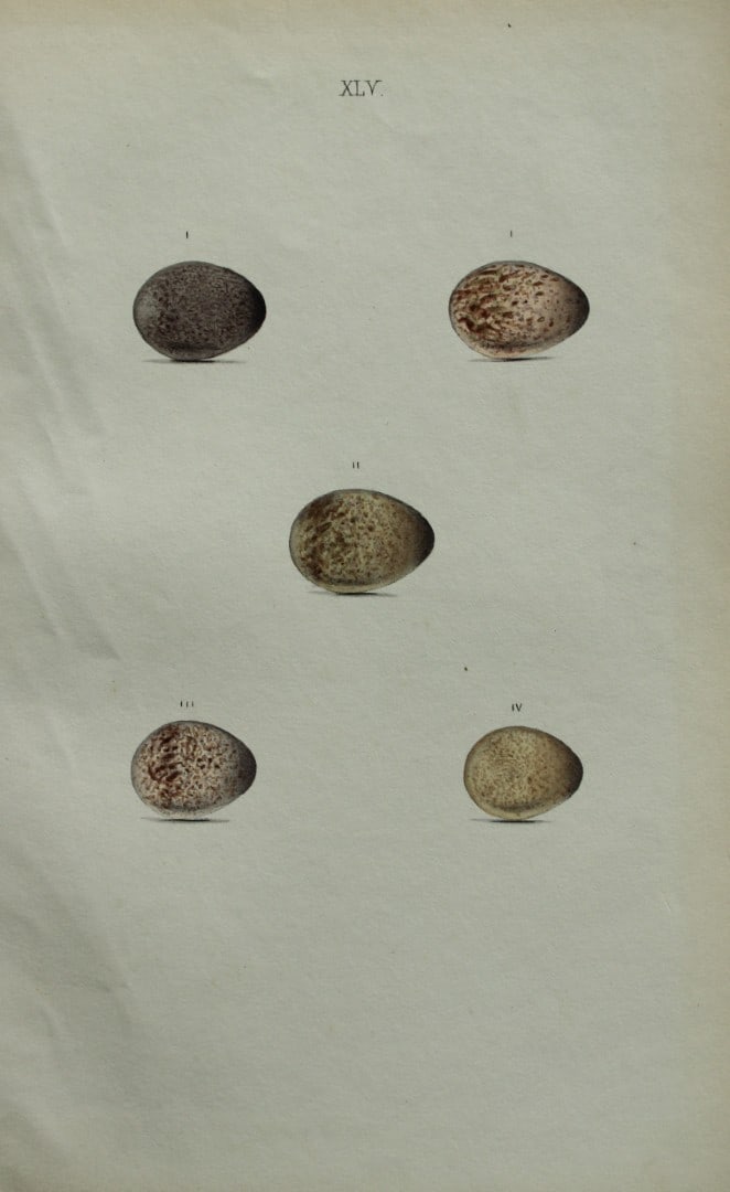 W Hewitson - Hand coloured engraving of Skylark, Crested, Short-toed and Wood Larks eggs 1856: This hand-coloured engraving of bird eggs is from the Coloured Illustrations of the Eggs of British Birds accompanied with descriptions of the Eggs and Nests by William C Hewitson, published by Jan Va