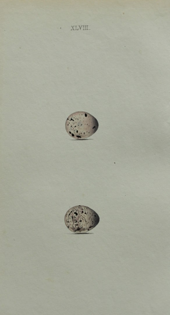 W Hewitson - Hand coloured engraving of Cirl & Ortolan Buntings eggs 1856: This hand-coloured engraving of bird eggs is from the Coloured Illustrations of the Eggs of British Birds accompanied with descriptions of the Eggs and Nests by William C Hewitson, published by Jan Va