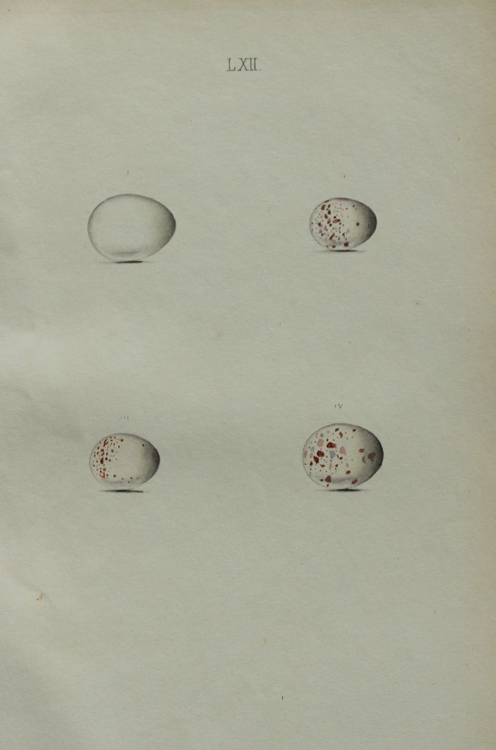 W Hewitson - Hand coloured engraving of Wryneck, Creeper, Nuthatch & Wren eggs 1856: This hand-coloured engraving of bird eggs is from the Coloured Illustrations of the Eggs of British Birds accompanied with descriptions of the Eggs and Nests by William C Hewitson, published by Jan Va