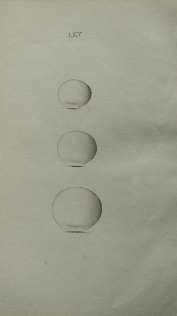 W Hewitson - Hand coloured engraving of Bee-eater, Roller & Kingfisher eggs 1856: This hand-coloured engraving of bird eggs is from the Coloured Illustrations of the Eggs of British Birds accompanied with descriptions of the Eggs and Nests by William C Hewitson, published by Jan Va