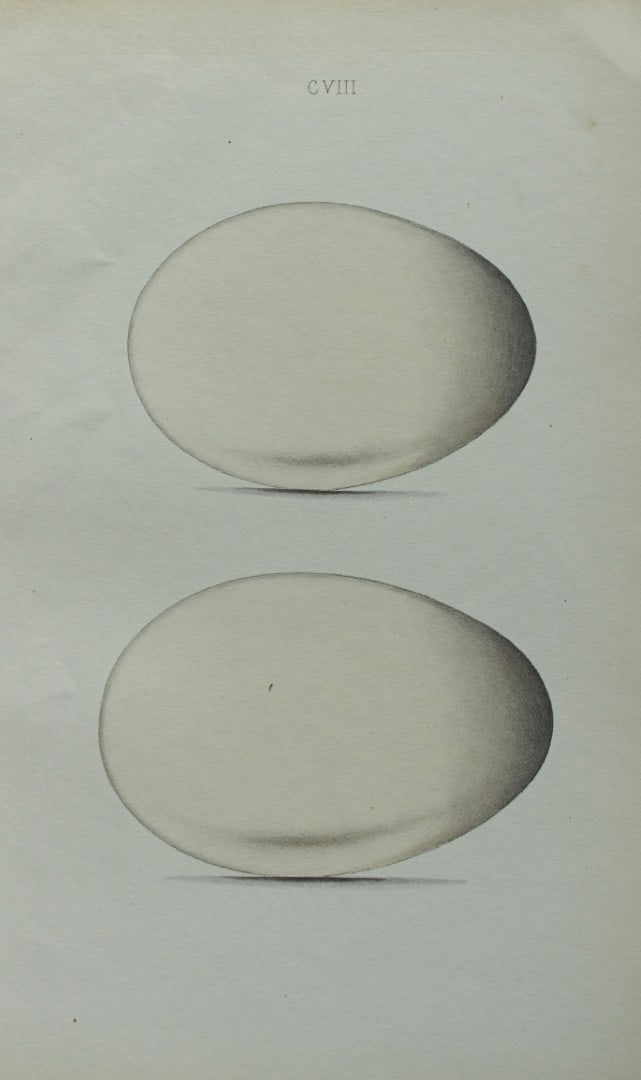 W Hewitson - Hand coloured engraving of Grey-lag Goose & Bean Goose eggs 1856 (1 of 1)