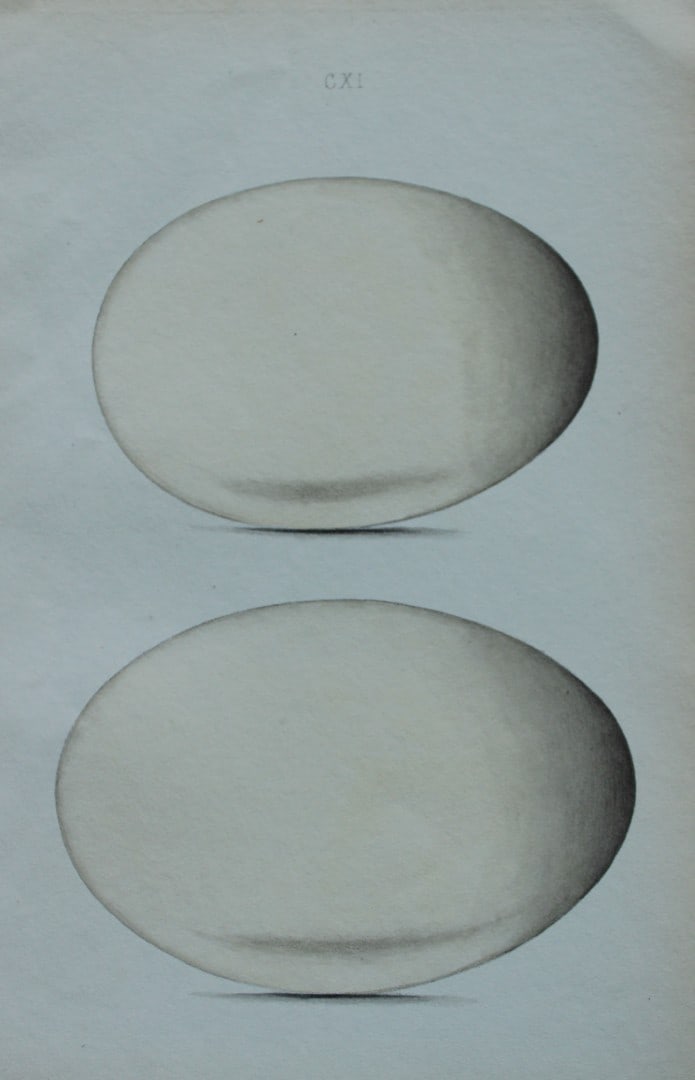 W Hewitson - Hand coloured engraving of Wild Swan and Bewick's Swan eggs 1856 (1 of 1)