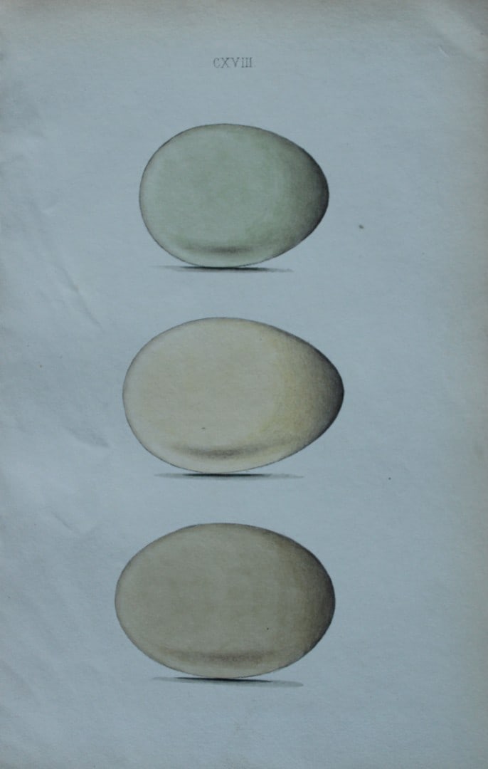 W Hewitson - Hand coloured engraving of Long-tailed Duck and Harlequin Duck eggs 1856 (1 of 1)
