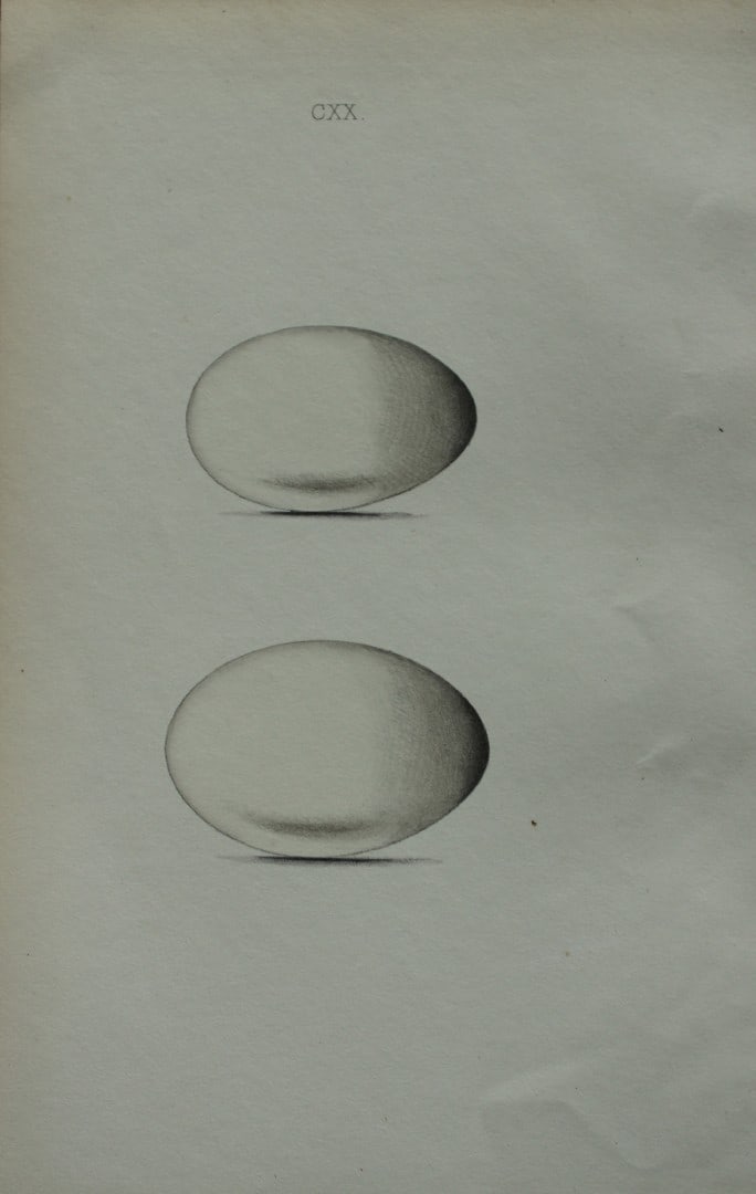 W Hewitson - Hand coloured engraving of Great Crested Grebe and Red-necked Grebes eggs 1856: This hand-coloured engraving of bird eggs is from the Coloured Illustrations of the Eggs of British Birds accompanied with descriptions of the Eggs and Nests by William C Hewitson, published by Jan Va
