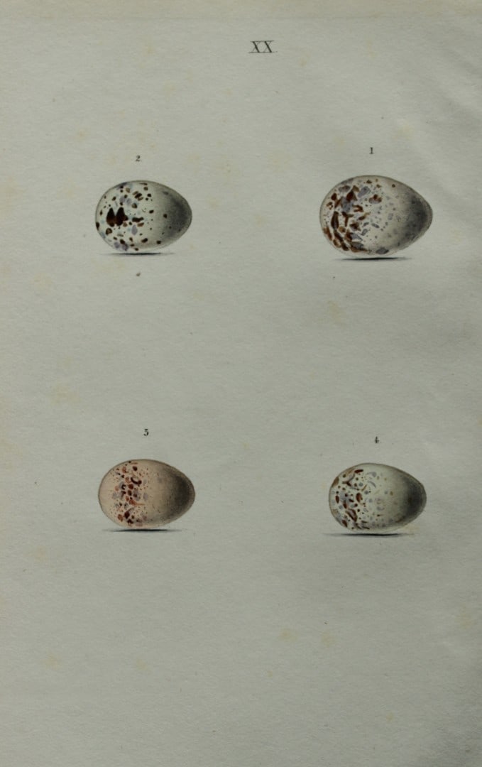 W Hewitson - Hand coloured engraving of Great Grey, Red-backed and Woodchat Shrikes eggs 1856: This hand-coloured engraving of bird eggs is from the Coloured Illustrations of the Eggs of British Birds accompanied with descriptions of the Eggs and Nests by William C Hewitson, published by Jan Va