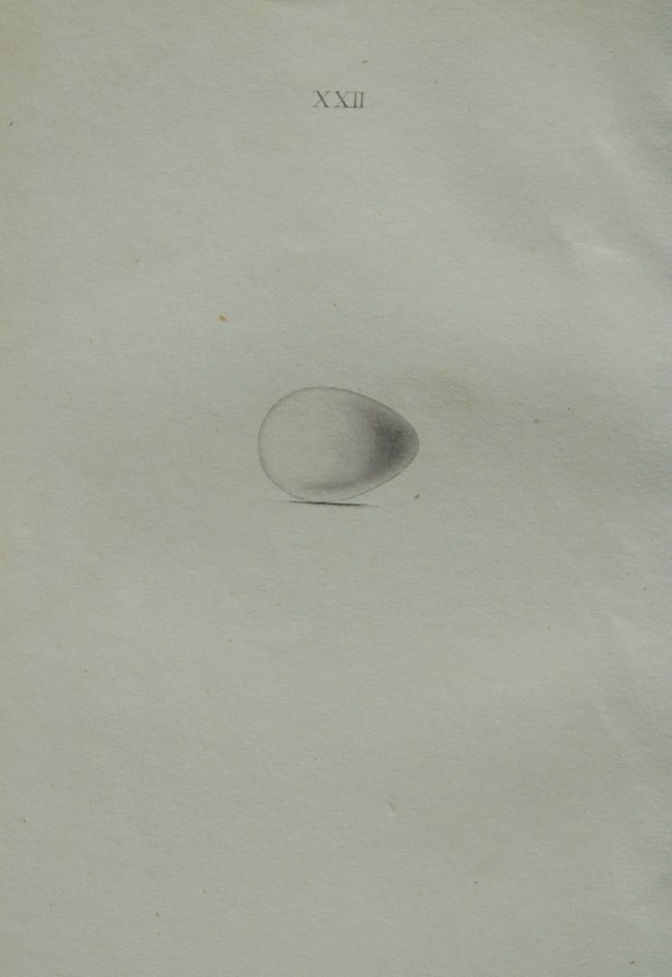 W Hewitson - Hand coloured engraving of Common Dipper or Water Ouzel eggs 1856: This hand-coloured engraving of bird eggs is from the Coloured Illustrations of the Eggs of British Birds accompanied with descriptions of the Eggs and Nests by William C Hewitson, published by Jan Va