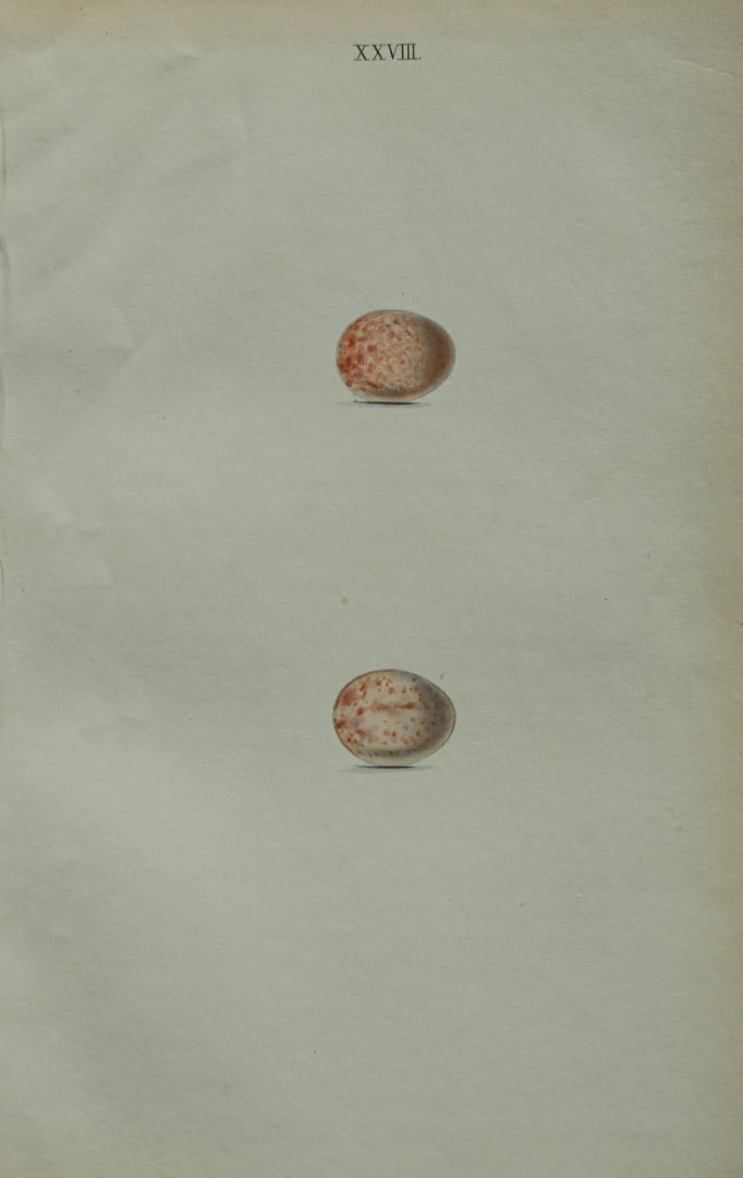 W Hewitson - Hand coloured engraving of Robin Redbreast eggs 1856: This hand-coloured engraving of bird eggs is from the Coloured Illustrations of the Eggs of British Birds accompanied with descriptions of the Eggs and Nests by William C Hewitson, published by Jan Va