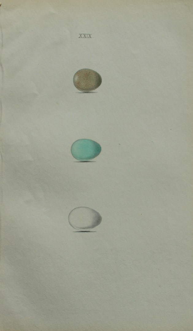 W Hewitson - Hand coloured engraving of Blue-throated Warbler, Redstart and Black Redstart eggs 1856 (1 of 1)