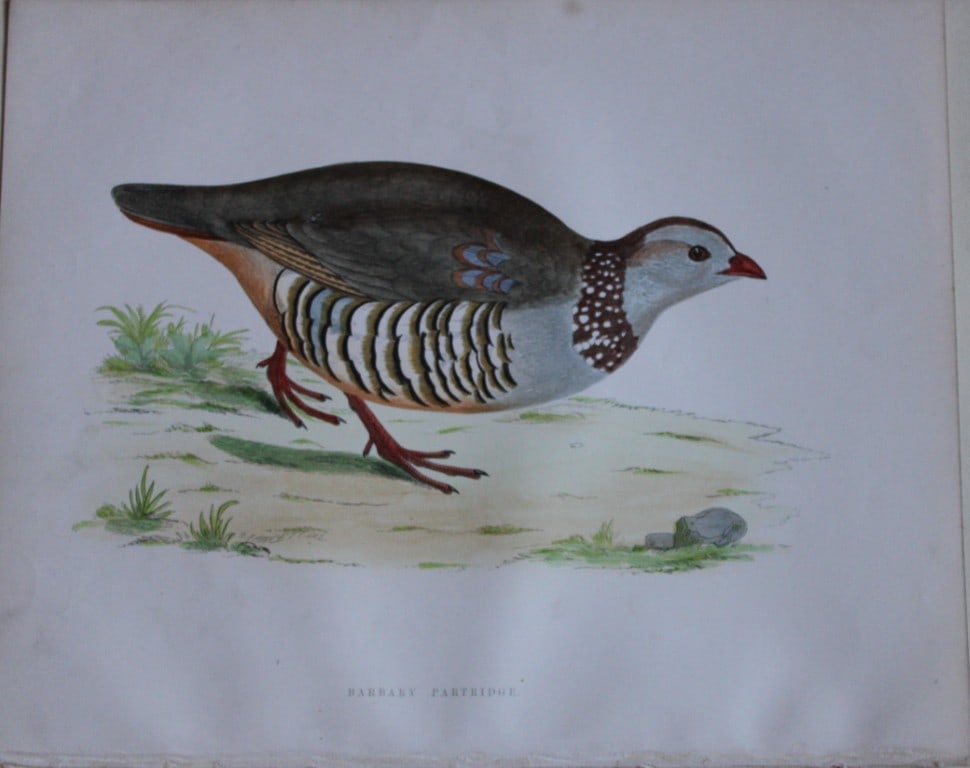 Beverley Morris - Lithograph of Barbary Partridge 1855: This beautiful hand coloured lithograph is by Beverley Morris from British Game Birds and Wildfowl. Published by Groombridge and Sons, London 1855. Lithographed by Benjamin Fawcett. Size: 12in x 9.25i
